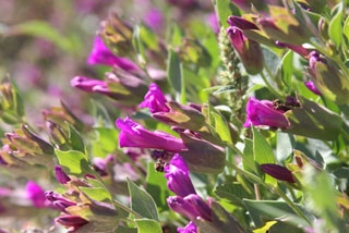 Mirabilis multiflora