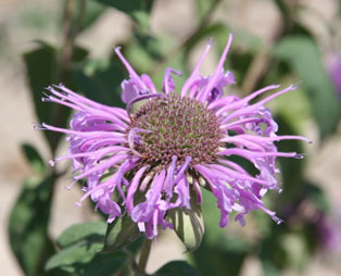 Monarda fistulosa var. menthaefolia