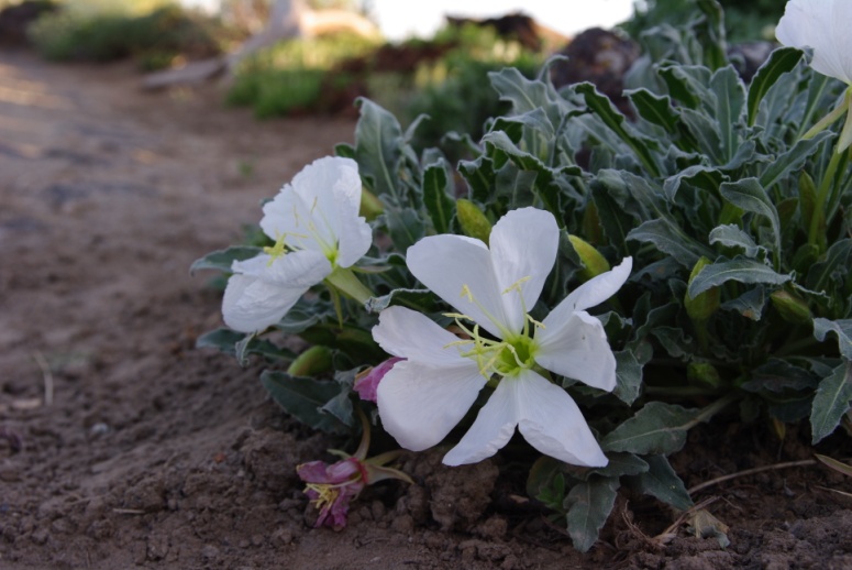 Oenothera caespitosa