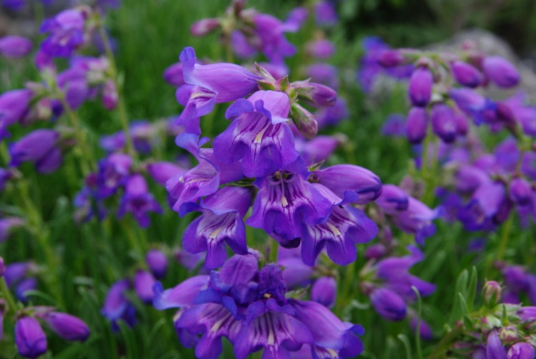 Penstemon hallii