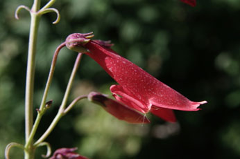 Penstemon barbatus