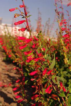 Penstemon cardinalis