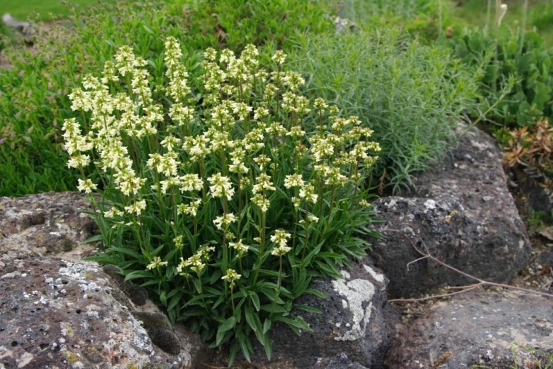 Penstemon confertus