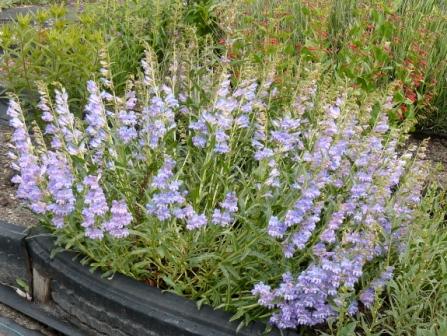 Penstemon cyaneus