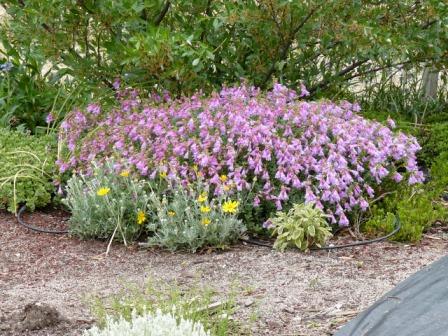 Penstemon davidsoni var. davidsonii