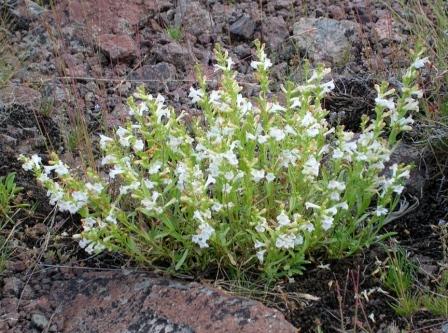 Penstemon deustus