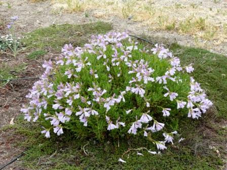 Penstemon fruticosus