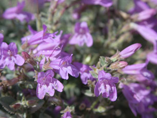 Penstemon montanus