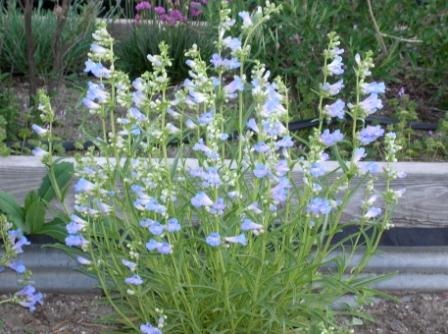 Penstemon perpulcher