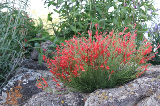 Penstemon pinifolius