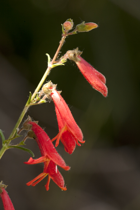 Penstemon rostriflorus