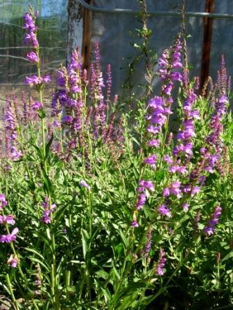 Penstemon strictus