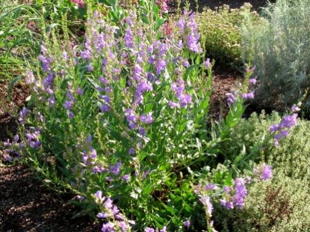 Penstemon venustus