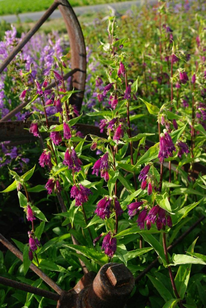 Penstemon whippleanus