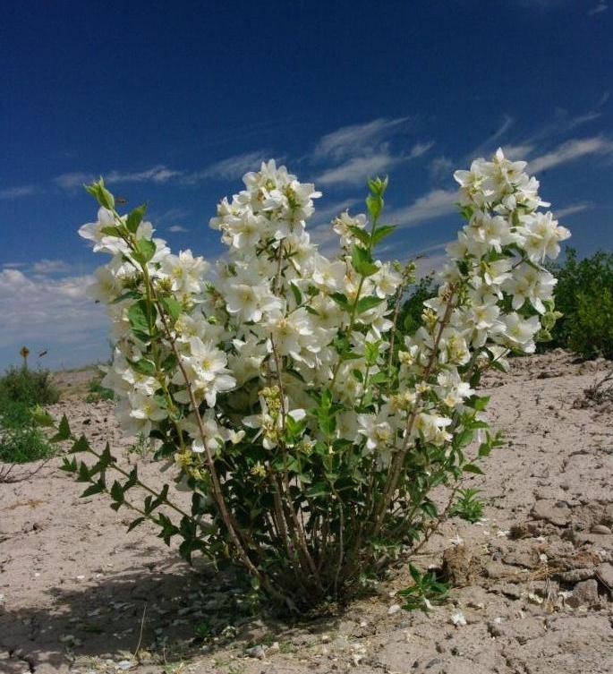 Philadelphus lewisii