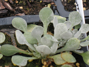 Physaria eburniflora