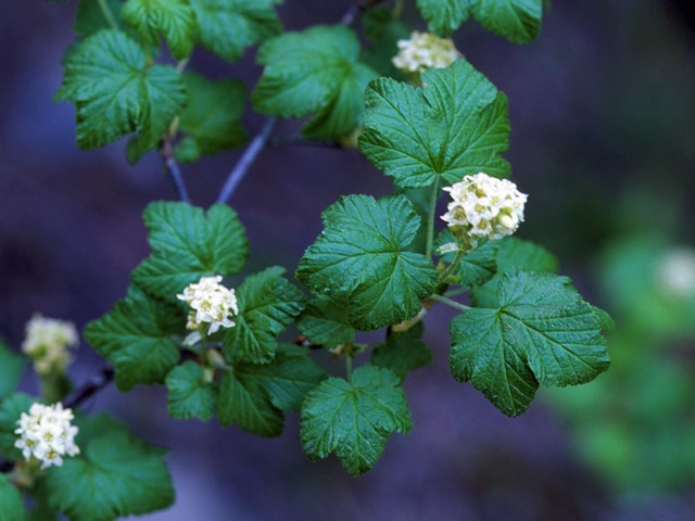 Physocarpus monogynus