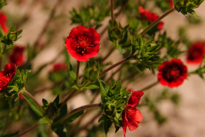 Potentilla thurberi