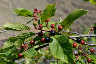 Rhamnus purshiana