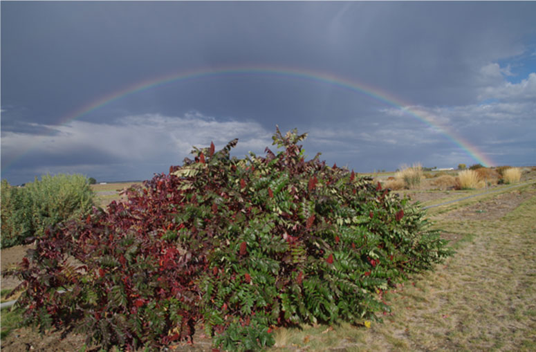 Rhus Glabra