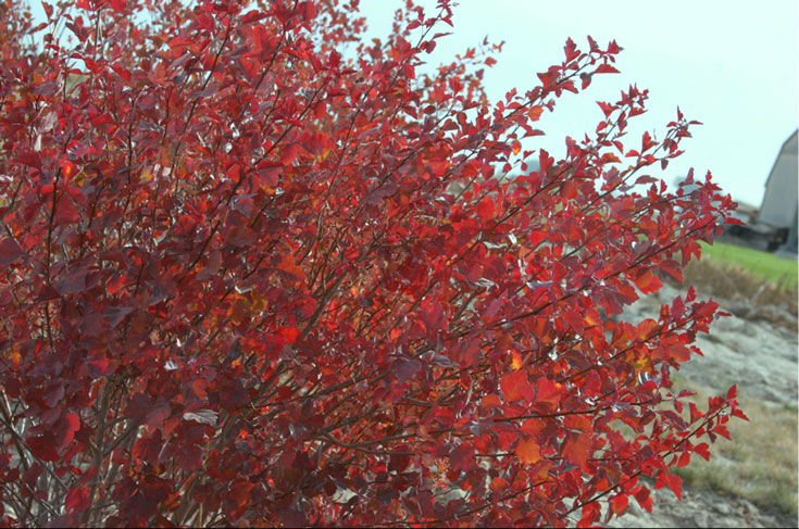 Rhus trilobata