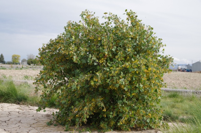 Ribes aureum var. aureum