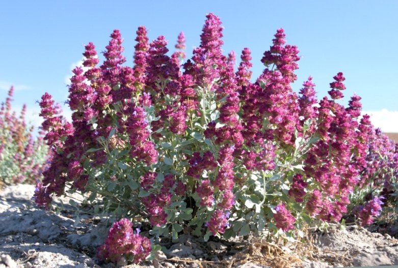 Salvia pachyphylla