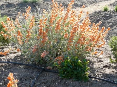 Sphaeralcea grossulariifolia