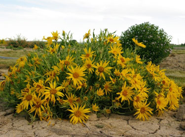 Wyethia scabra, (syn. Scabrethia scabra)