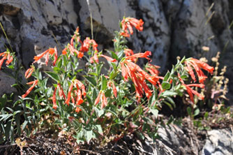 Zauschneria garrettii (Epilobium canum)