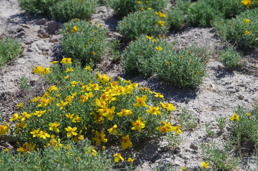 Zinnia grandiflora