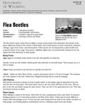 Flea Beetles cover
