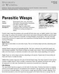 Parasitic Wasps cover