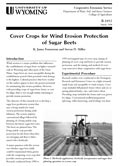 Cover Crops for Wind Erosion Protection of Sugar Beets cover