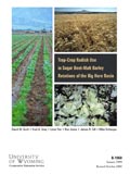 Trap-Crop Radish Use in Sugar Beet - Malt Barley Rotations of the Big Horn Basin cover