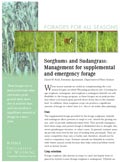 Sorghums and Sudangrass; Management for Supplemental and Emergency Forage cover