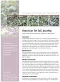 Brassicas for Fall Grazing cover