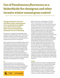 Use of Pseudomonas fluorscens as a bioherbicide for cheatgrass and other invasive winter annual grass control cover