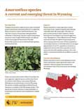 Amaranthus species - A current and emerging threat in Wyoming cover