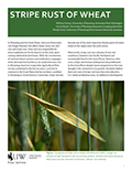 Stripe Rust of Wheat cover