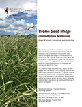 Brome Seed Midge cover