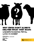 Why Ewes Don't Always Deliver What They Scan: Understanding Fetal Loss in Sheep cover