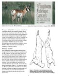 The Pronghorn Antelope Carcass cover