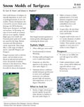 Snow Mold of Turfgrass cover
