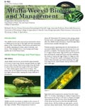 Alfalfa Weevil Biology and Management cover