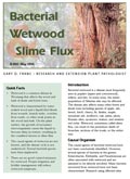 Bacterial Wetwood and Slime Flux cover