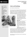 Scales and Mealybugs cover