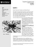 Spiders cover