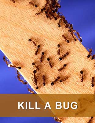 Kill a Bug
