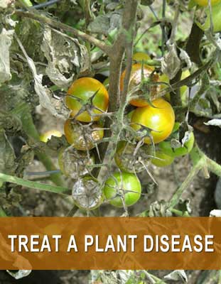 Treat a Plant Disease